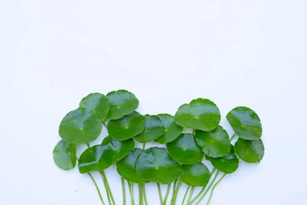 centella asiatica qué es 