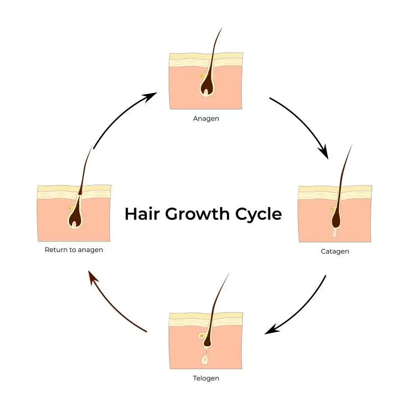 fases del ciclo capilar
